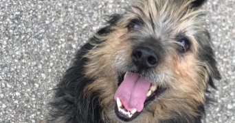 valentina pet sitter à GRIGNY 69520_1