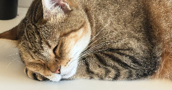 stephanie pet sitter à MARSEILLE 13 13013_7