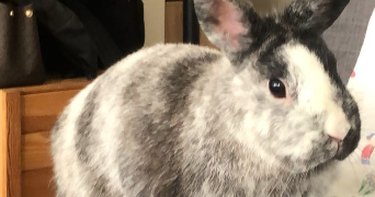 duygu pet sitter à REIMS 51100_4