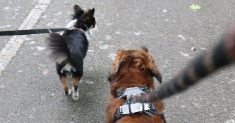 laura pet sitter à FRESNOY EN THELLE 60530_2