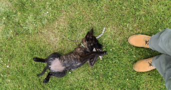 manfred pet sitter à PARIS 11 75011_3