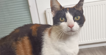 laura pet sitter à ALGRANGE 57440_5