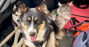 lana pet sitter à MORMANT 77720_9