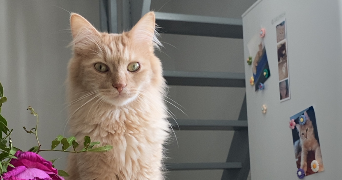 assita pet sitter à MANTES LA JOLIE 78200_3