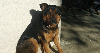 léna pet sitter à PAMIERS 09100_3