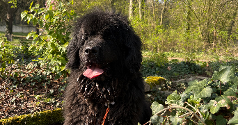 sélénia pet sitter à PARIS 19 75019_2