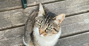 amelie pet sitter à PERPIGNAN 66000_4