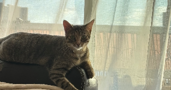 Cassandre pet sitter à CHELLES 77500_8