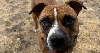 renaud pet sitter à MONTIGNY LENCOUP 77520_0