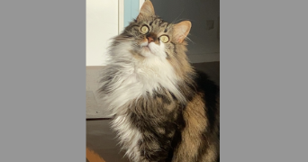 luna pet sitter à CASTRIES 34160_2