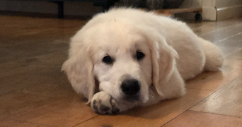 mathilda pet sitter à BEDEILLE 64460_7