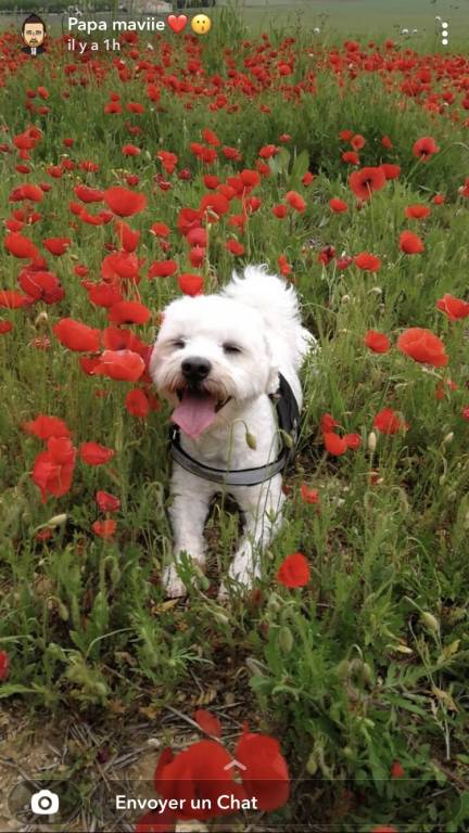 Faites Garder Votre Animal Par Elsa