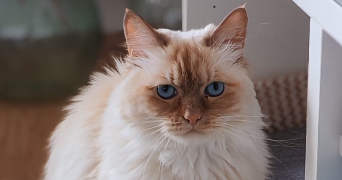 aurélien cat sitter à CHATENAY MALABRY 92290_1