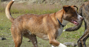 zoé pet sitter à Dompierre sur Yon 85170_5