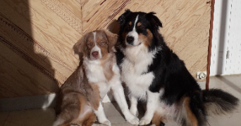 typhaine pet sitter à VILLEFRANCHE SUR SAONE 69400_3