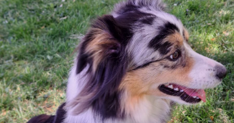 heidi pet sitter à CHEVILLY LARUE 94550_7