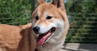 marie pet sitter à LIBOURNE 33500_3