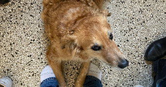 thaïs  pet sitter à Clermont-Ferrand 63000_1