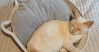 elodie pet sitter à SILLINGY 74330_4