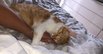 célia pet sitter à ABLON SUR SEINE 94480_3