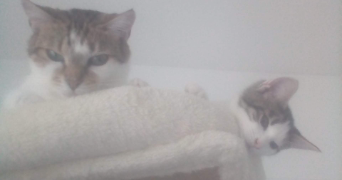 angélique pet sitter à PAUILLAC 33250_3