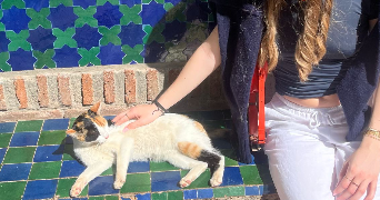 emma cat sitter à PARIS 14 75014_2