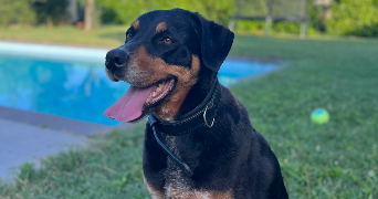 lola pet sitter à FONBEAUZARD 31140_2