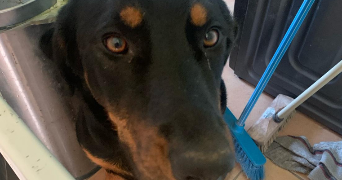 zoé pet sitter à COURBEVOIE 92400_4