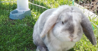 angele pet sitter à VAL DE REUIL 27100_1