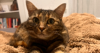 margot pet sitter à VILLENAVE D ORNON 33140_7