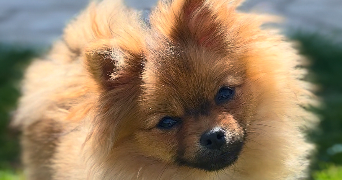 lucie pet sitter à BERCHERES LES PIERRES 28630_2