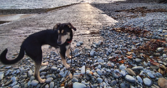 james pet sitter à BREST 29200_0