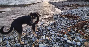 james pet sitter à BREST 29200