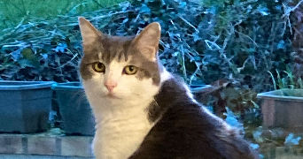 lianshuang cat sitter à ORSAY 91400_1