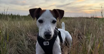 lola pet sitter à GREMONVILLE 76970