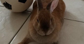 maËline pet sitter à PARIS 17 75017_5