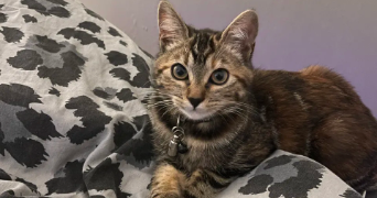 louise cat sitter à CLERMONT FERRAND 63000_2