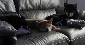 emmy dog sitter à ISSY LES MOULINEAUX 92130_6