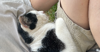 margaux pet sitter à CLERMONT FERRAND 63000_6