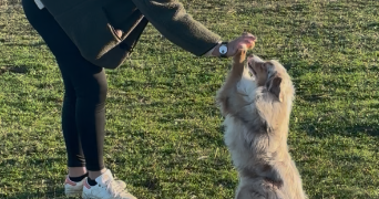 clara pet sitter à SOLLIES TOUCAS 83210_5