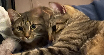anais pet sitter à BOUAYE 44830_1