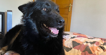 pauline pet sitter à LORQUIN 57790_8