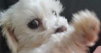 sylvia pet sitter à LIGRON 72270_5