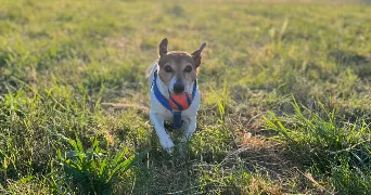 elena pet sitter à MORSANG SUR ORGE 91390