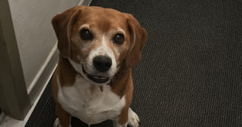 sandra pet sitter à ST PAUL ET VALMALLE 34570_1