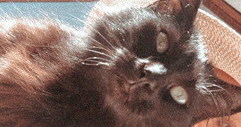 johanna pet sitter à Albens 73410_1