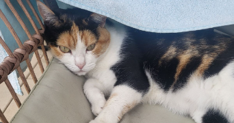 laura pet sitter à MONTPELLIER 34070_5