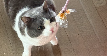 iuliia pet sitter à COLOMBES 92700_9