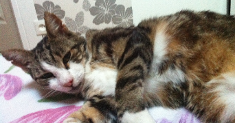 maylis pet sitter à Champigny-sur-marne 94500_6