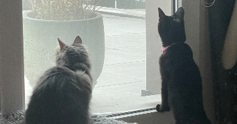 audrey cat sitter à VERNEUIL SUR SEINE 78480_7